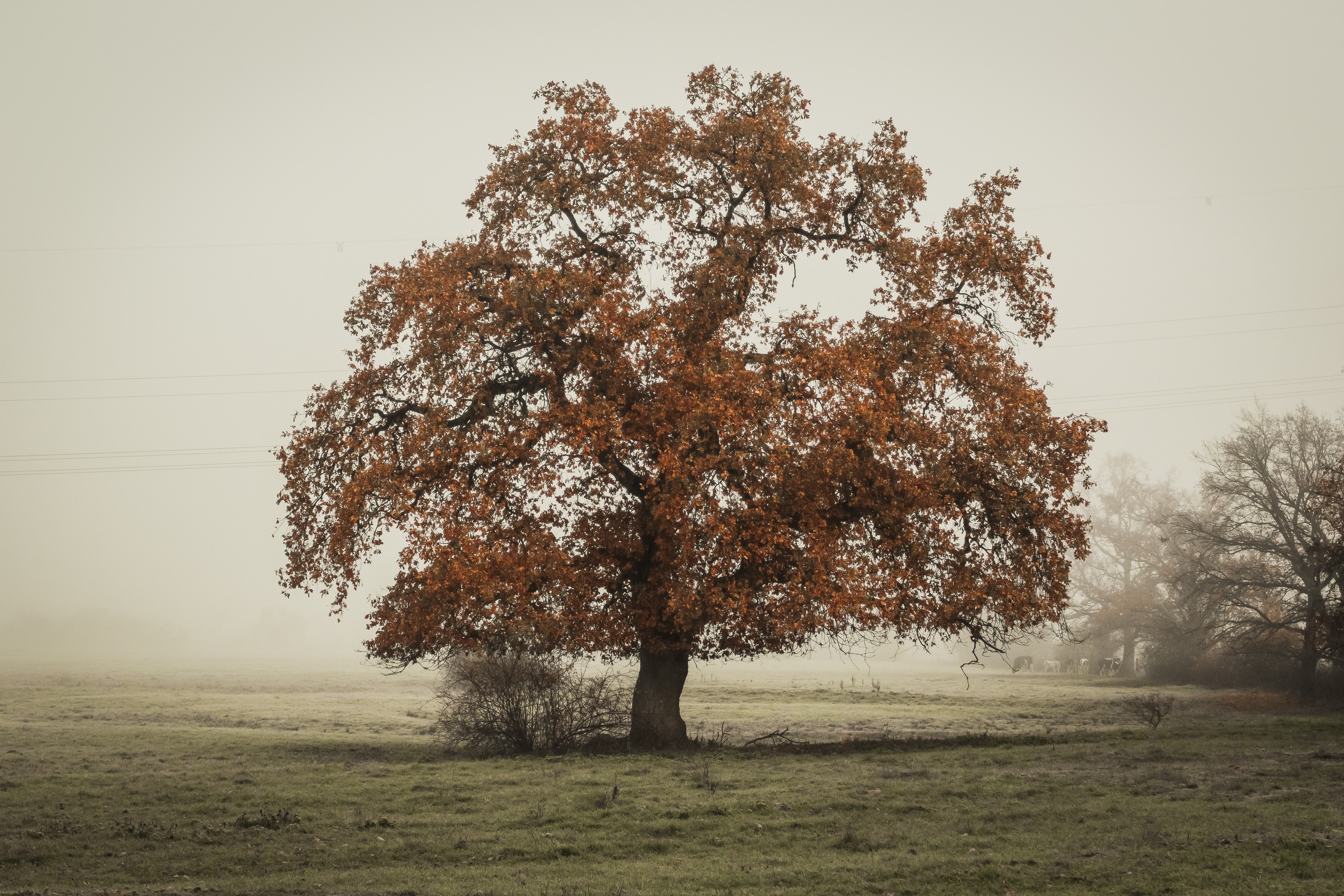 French Oak