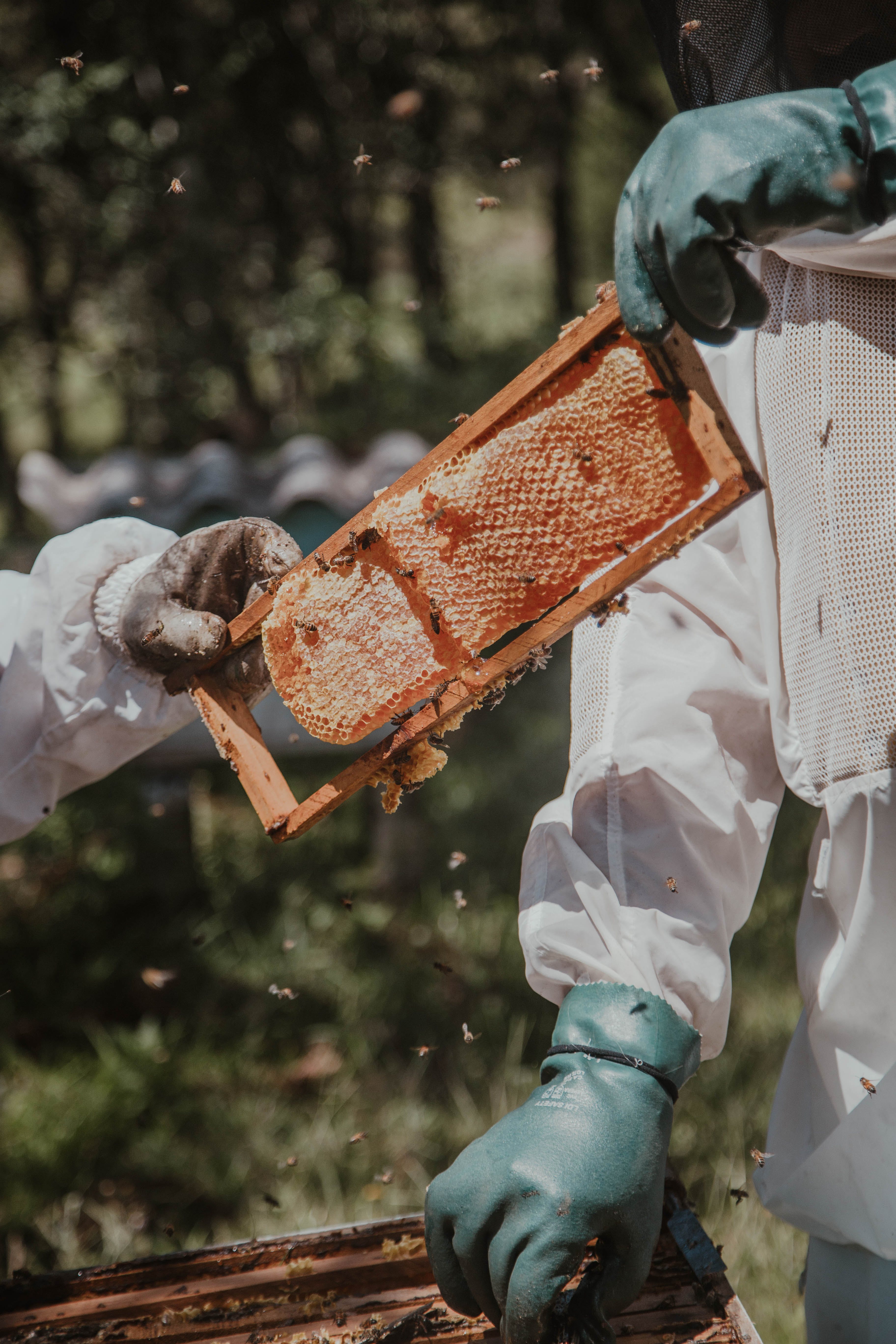 Milflores Organic Honey
