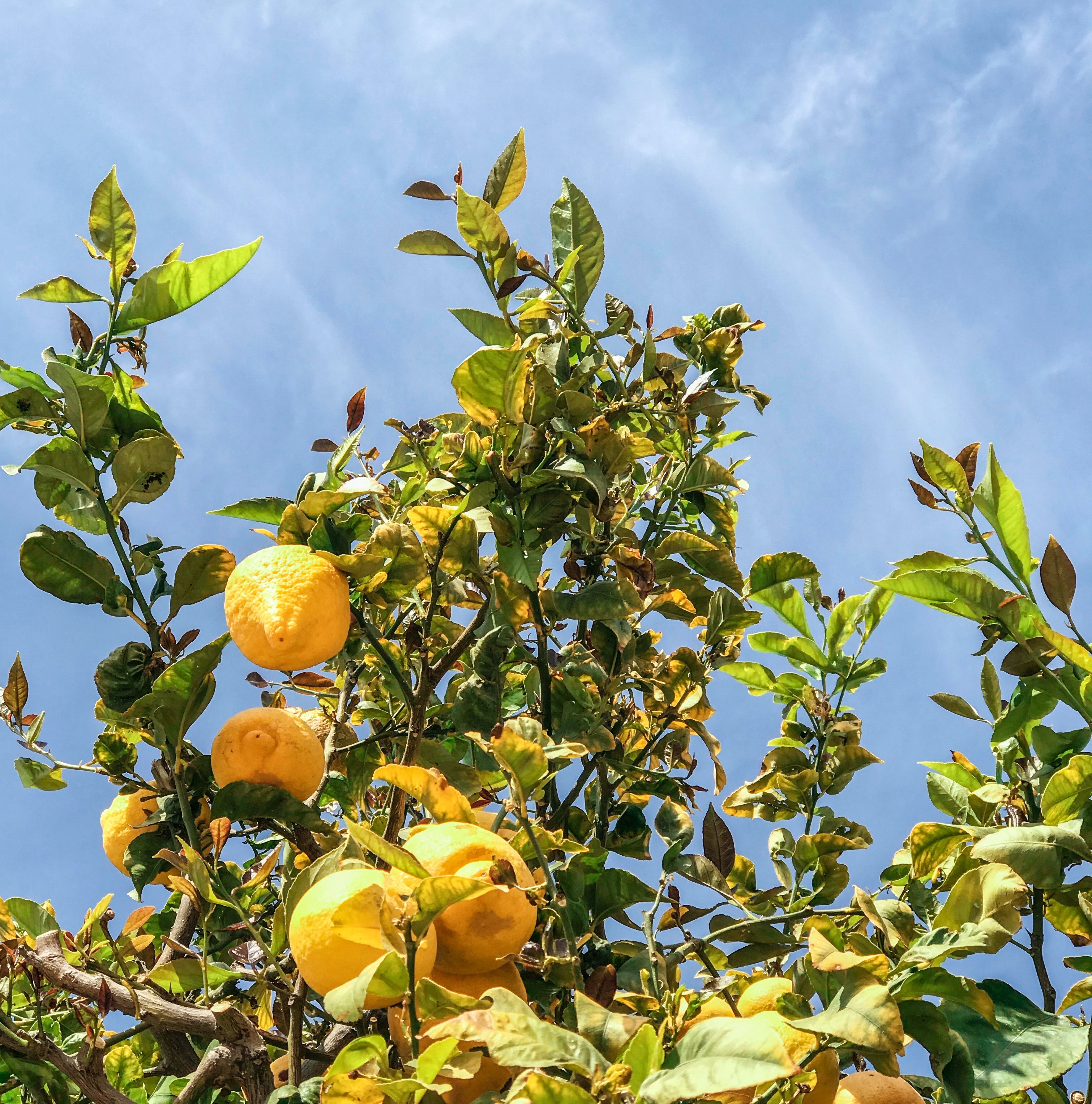 Hochwertiger italienischer Limoncello