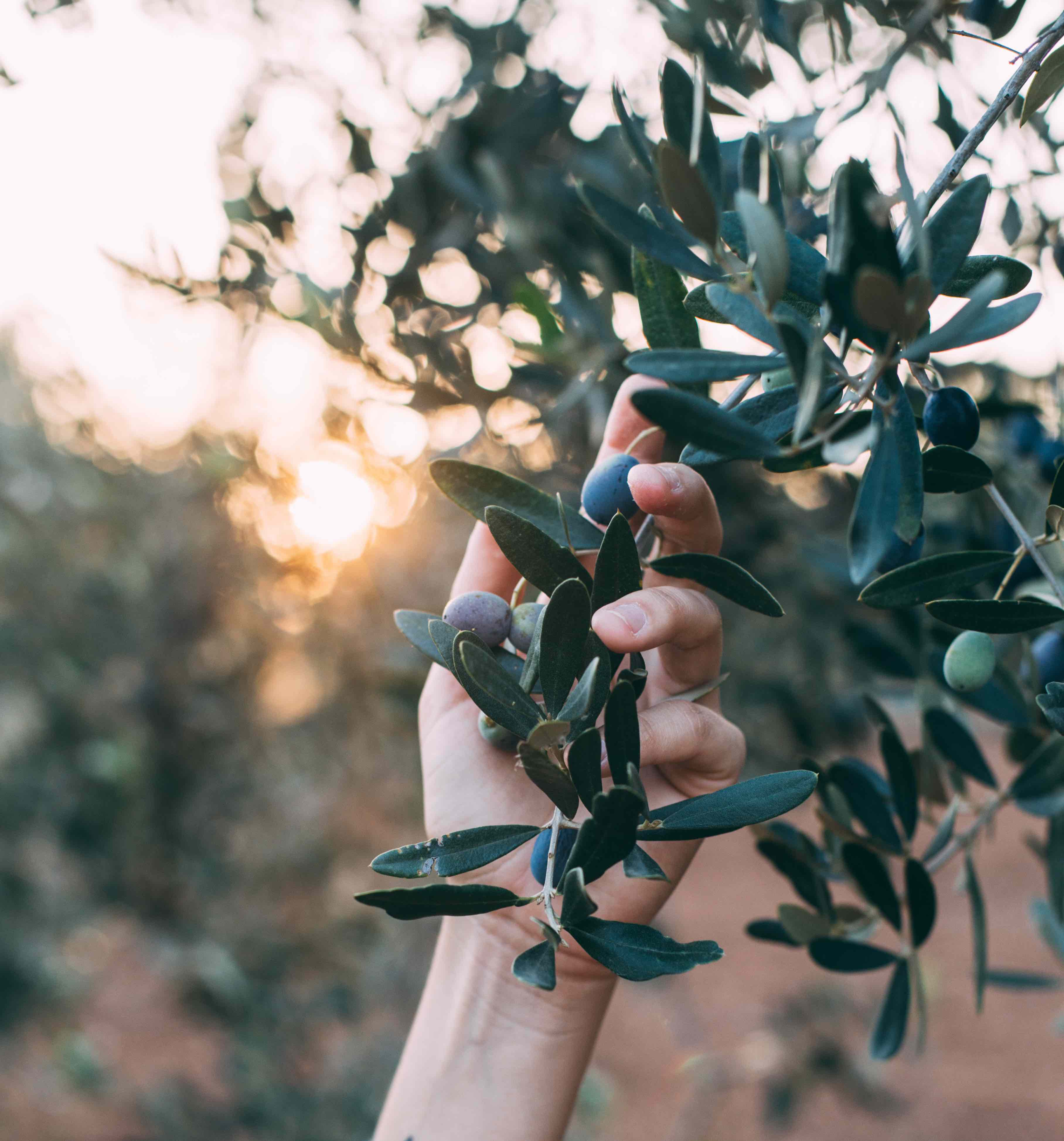 Greek Extra Virgin Olive Oil